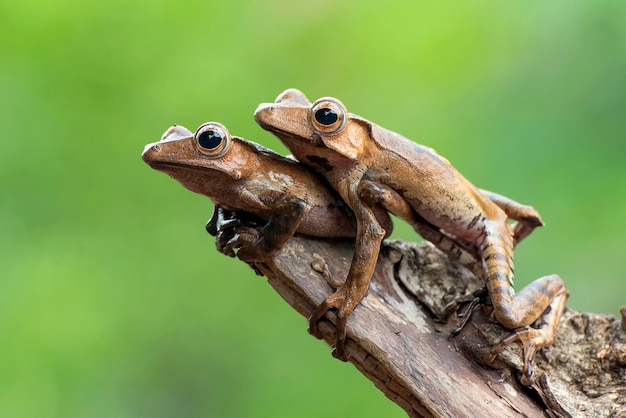 Borneo-oorboomkikkers aan een boom