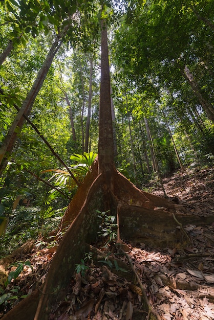 Borneo regenwoud