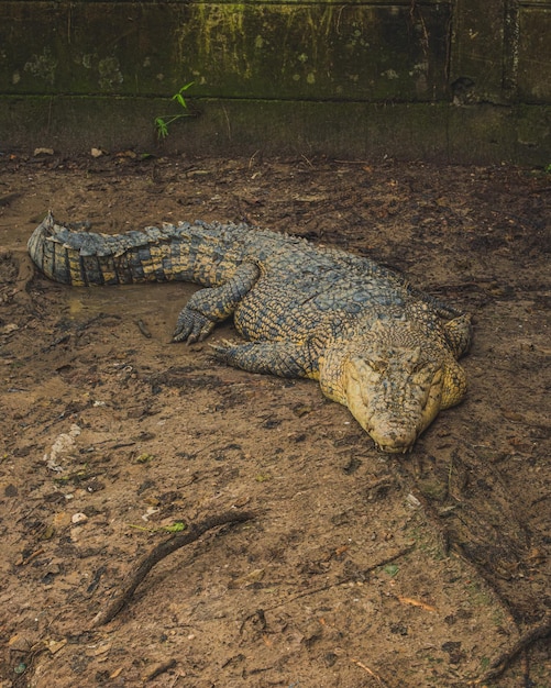 Foto borneo saltwater crocodile of crocodylus raninus is op rust