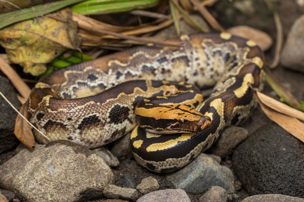 Короткохвостая змея питона Борнео Python curtus breitensteini в дикой природе