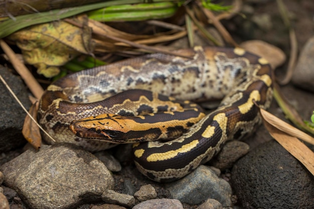 Короткохвостая змея питона Борнео Python curtus breitensteini в дикой природе