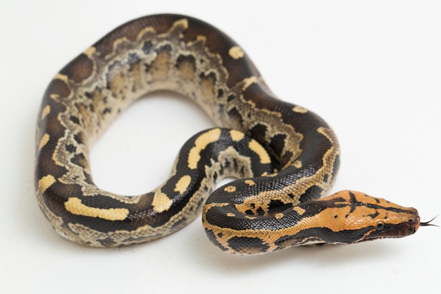 Borneo shorttailed blood python snake Python curtus breitensteini isolated