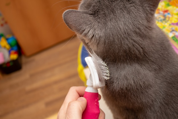 Borstelende kat met grijze vacht