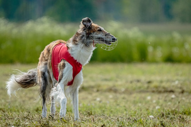 Борзая собака в красной рубашке бегает и гоняется за приманкой в поле на соревнованиях по курсингу
