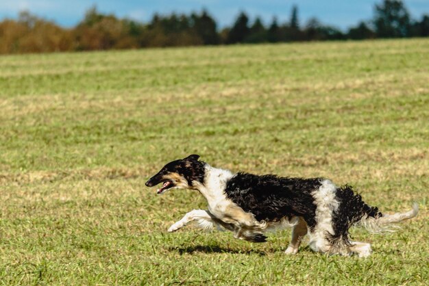 Borzoi dog running and chasing lure on field