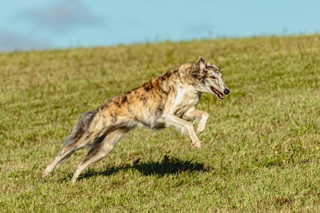 Borzoi dog running and chasing lure on field