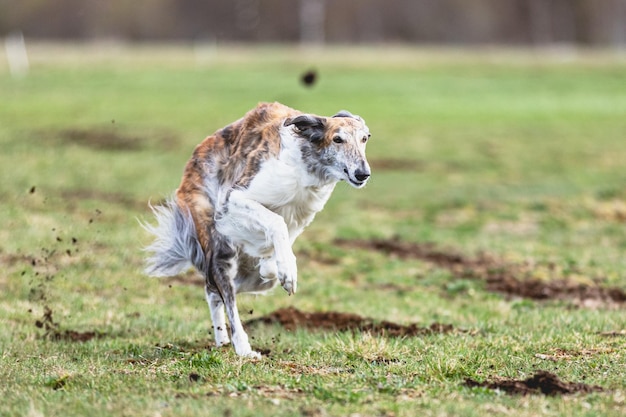 Borzoi dog running straight on camera and chasing coursing lure on green field