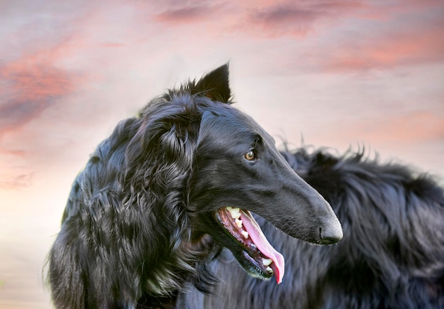 Borzoi in garden