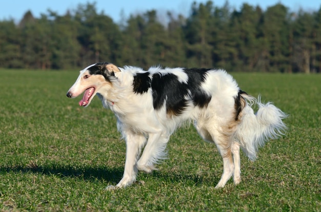 Borzoi-hond