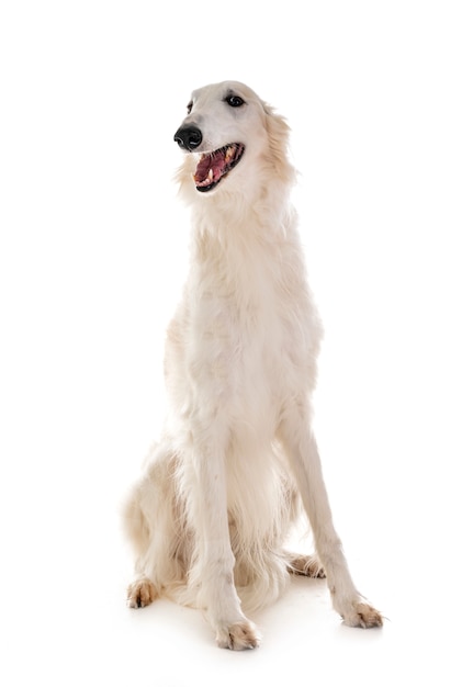 Borzoi in studio