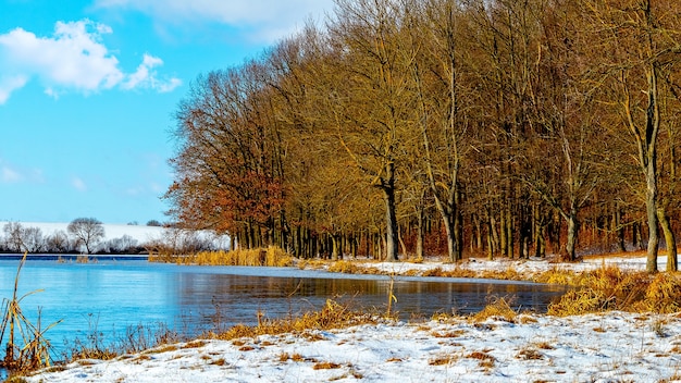 Bos aan de oever van de rivier bij zonnig weer