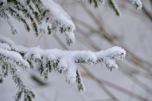 Bos achtergrond besneeuwde takken sparren