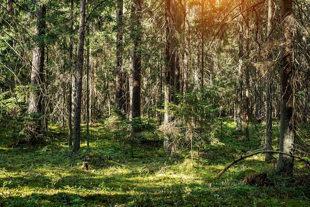 Bos achtergrond. Bos natuur uitzicht.