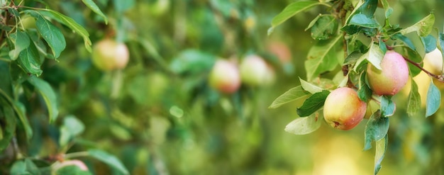 Bos appels op een boomtak in een boomgaard op een zonnige dag in de buitenlucht Close-up van verse zoete en biologische producten geteeld op een duurzame fruitboerderij Rijp sappig en klaar om te plukken en te oogsten