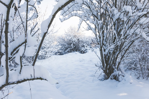 Bos bedekt met sneeuw