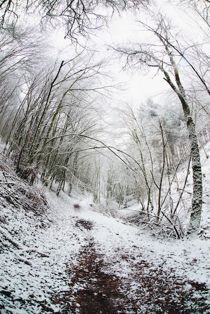 Bos bedekt met sneeuwstammen bomen winter in Duitsland bevroren landschap in het winterklimaat