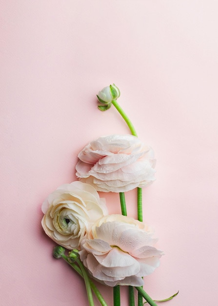Bos bleke roze Boterbloem bloemen op roze achtergrond close-up flatlay met copyspace wenskaart concept bruiloft concept