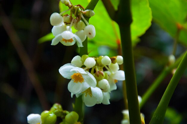 Bos bloei prachtige wilde bloemen begonia's