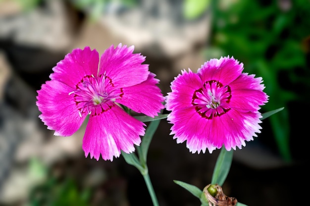 Bos bloemen op een plant