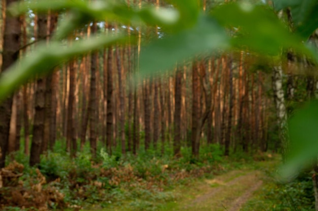 Bos bomen groen gras