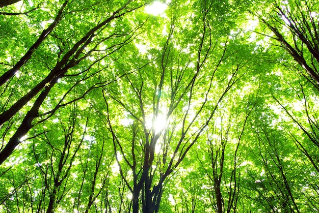 Bos bomen natuur groen hout achtergronden