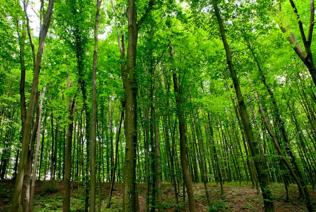 Bos bomen natuur groen hout sunlights.