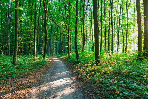 Bos bomen. natuur groen hout zonlicht achtergronden Bos bomen.