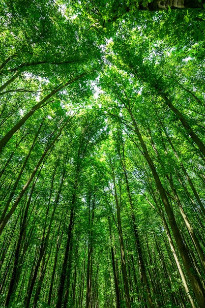 Bos bomen. natuur groen hout zonlicht achtergronden. lucht