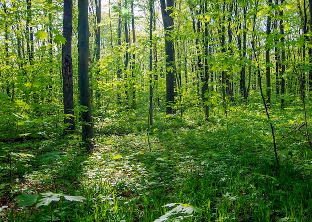 Bos bomen natuur groen hout zonlicht achtergronden