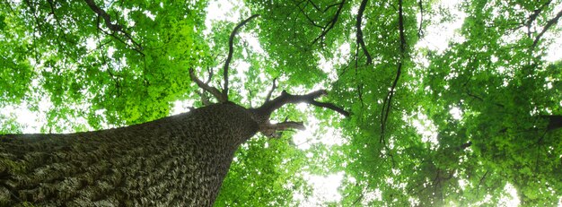 Bos bomen. natuur groen hout zonlicht achtergronden