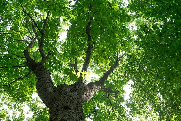 Bos bomen. natuur groen hout zonlicht achtergronden