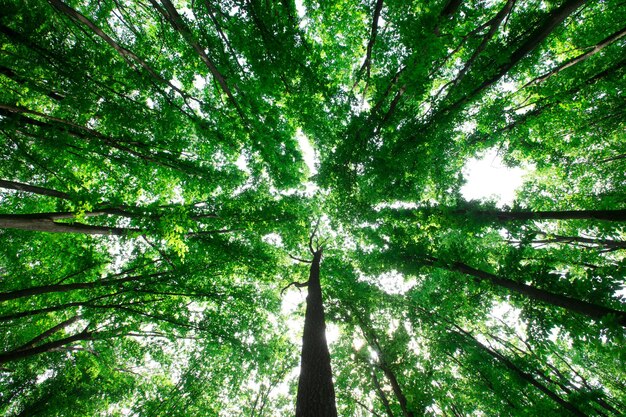 Bos bomen natuur groen hout zonlicht achtergronden