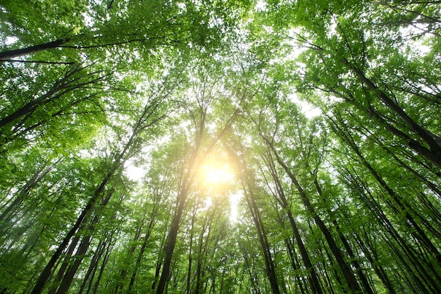 Bos bomen natuur groen hout zonlicht achtergronden