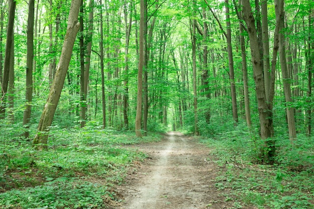 Bos bomen. natuur groen hout zonlicht achtergronden