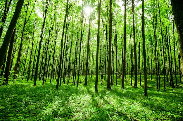 Bos bomen. natuur groen hout zonlicht oppervlakken. lucht