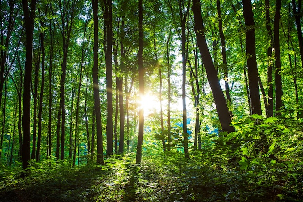 Bos bomen. natuur groen hout zonlicht s