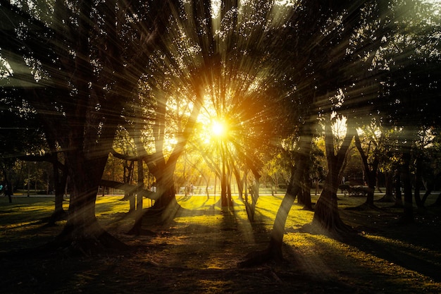 Bos bomen natuur groen hout zonlicht uitzicht