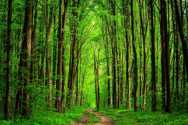 Foto bos bomen natuur groen hout zonlicht