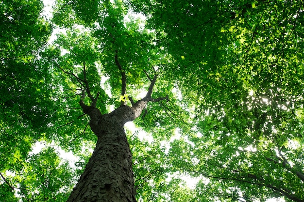 Bos bomen. natuur groen hout zonlicht