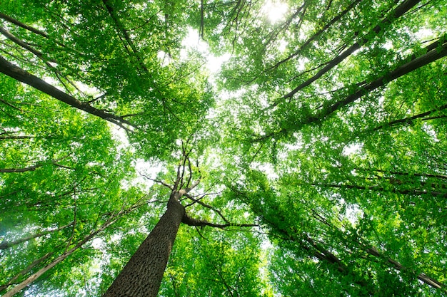 Bos bomen. natuur groen hout zonlicht