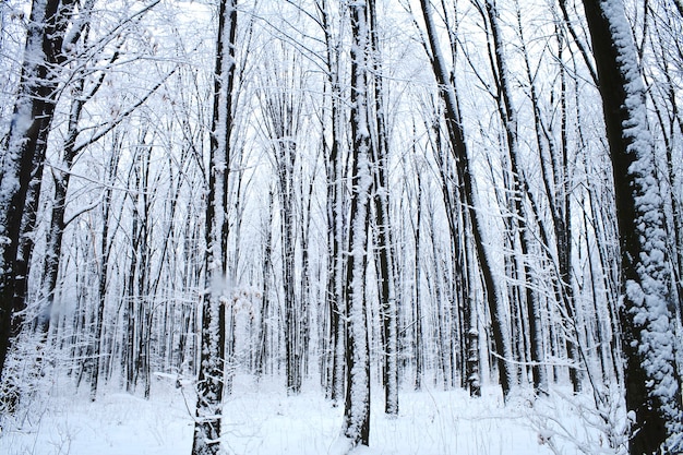 Bos bomen. natuur sneeuw hout achtergrond