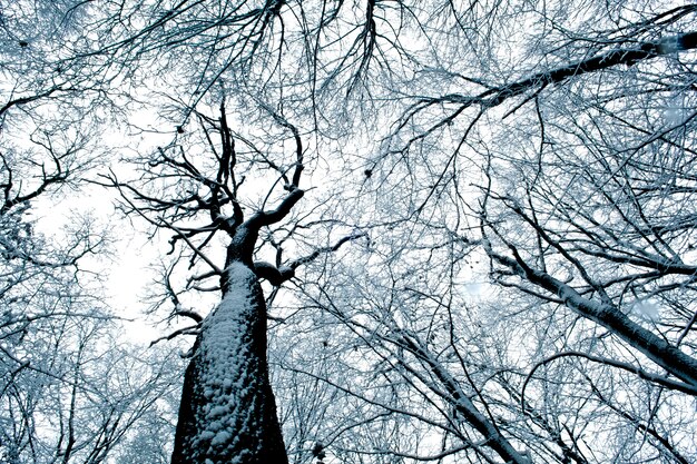 Bos bomen. natuur sneeuw hout achtergrond