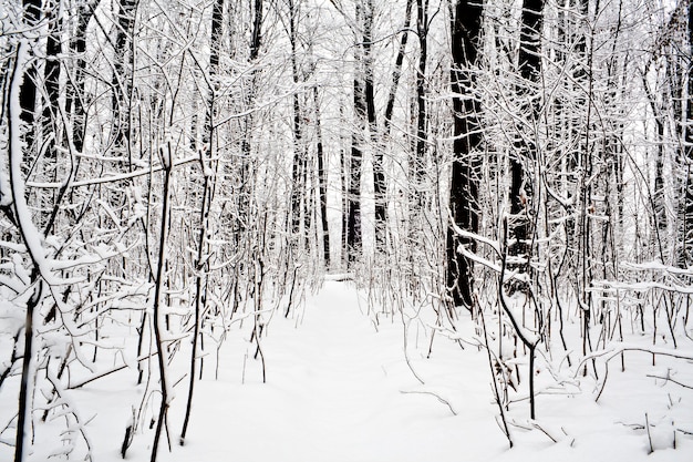 Bos bomen. natuur sneeuw hout achtergrond