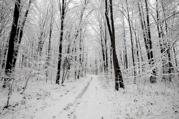 bos bomen. natuur sneeuw hout achtergronden. winter