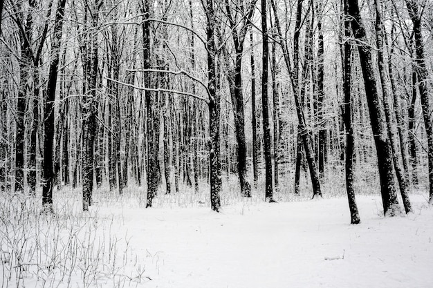 bos bomen. natuur sneeuw hout achtergronden. winter