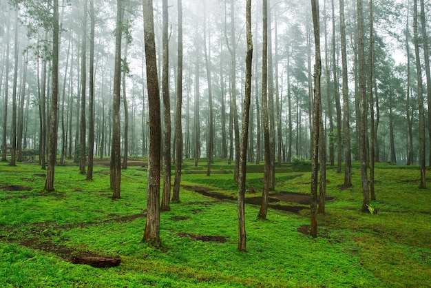 Bos bomen park