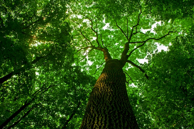 Bos bomen