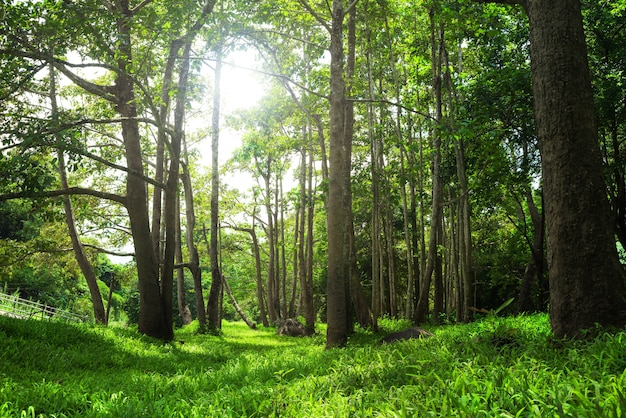 Bos bomen