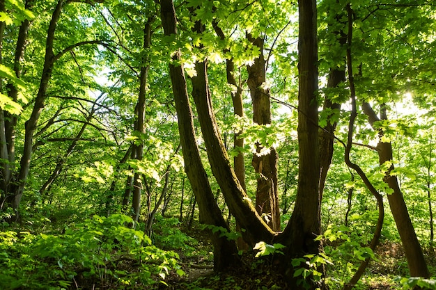 Bos bomen