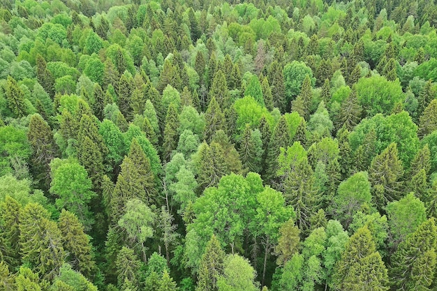 bos bovenaanzicht, landschap panorama uitzicht op zomer bos met quadrocopter luchtfoto